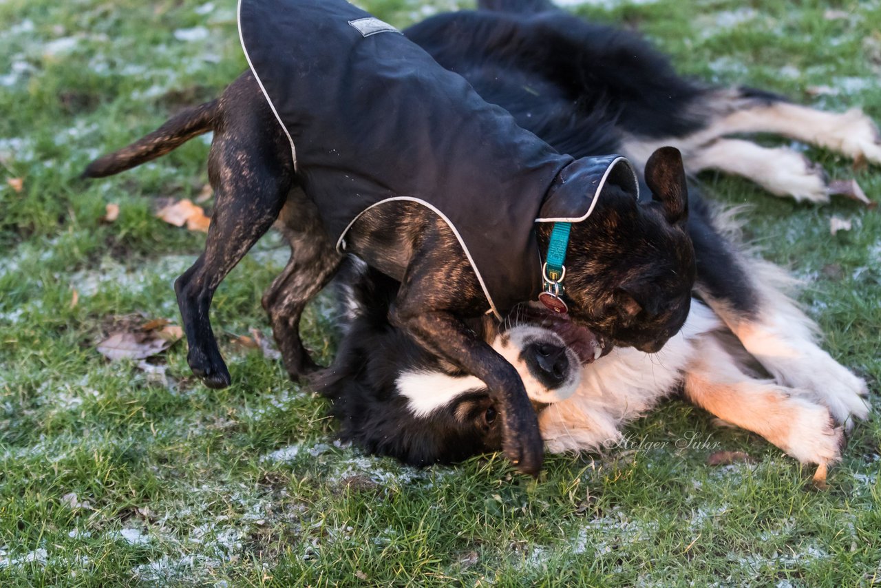 Bild 67 - Hundeshooting